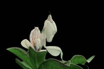 Nahaufnahme von Orchideen-Gottesanbeterin auf einem Blatt sitzend — Stockfoto