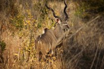 Hermoso animal kudu en, Parque Nacional Kruger, Sudáfrica - foto de stock