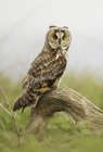Long-eared Owl (Asio otus) perched on a branch against blurred background — Stock Photo