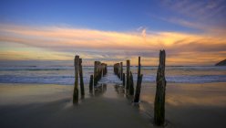 Деревянные столбы на St Clair Beach, Данидин, Новая Зеландия — стоковое фото