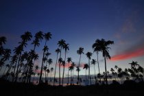 Vista panorâmica de silhuetas de palmeiras ao pôr do sol, Semporna, Sabah, Malásia — Fotografia de Stock