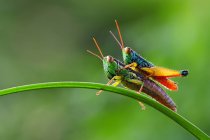 Grasshopper sentado encima de otro saltamontes sobre fondo borroso - foto de stock
