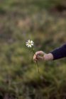 Primo piano di mano femminile che tiene il fiore margherita — Foto stock