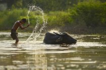 Ragazzo e bufalo nel lavaggio del fiume, Thailandia — Foto stock