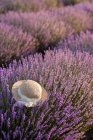 Strohhut liegt im Lavendelfeld — Stockfoto