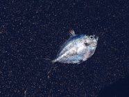 Сырая рыба на черной плите, пространство для копирования — стоковое фото
