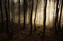 Vista panorâmica do nevoeiro na manhã na floresta de Navarra, Espanha — Fotografia de Stock