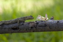 Mantide e lucertola seduti sul ramo sullo sfondo sfocato — Foto stock