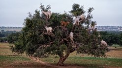 Cabras em Árvore de argan, Essaouira, Marrocos — Fotografia de Stock
