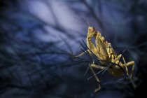 Macro photo of praying mantis sitting in the dark branches — Stock Photo