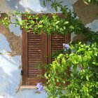 Close-up of shutters on window with plant and flowers — Stock Photo