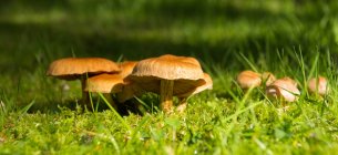 Closeup panoramic view of wild mushrooms growing from green grass — Stock Photo