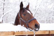 Vista de cerca del caballo parado junto a una valla en la nieve - foto de stock