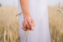 Imagen recortada de la mujer de pie en el campo de trigo tocando la espiga de trigo - foto de stock
