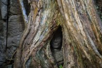 Primer plano de la escultura oculta detrás del árbol, templo de Ta Prohm, Siem Riep, Camboya - foto de stock