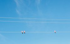 Beaux oiseaux assis sur des fils électriques avec ciel bleu clair — Photo de stock