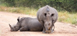 Dois rinocerontes no caminho na natureza selvagem — Fotografia de Stock