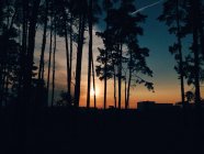 Vue panoramique sur le coucher de soleil majestueux à travers les arbres — Photo de stock