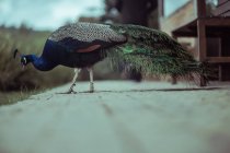 Vista laterale Ritratto di un bellissimo pavone maschio che cammina — Foto stock