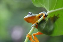 Tree frog sitting on leaf, blurred background — Stock Photo