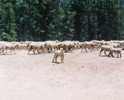 Gran manada de ovejas, Wyoming, América, EE.UU. - foto de stock
