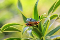 Деревянная лягушка, сидящая на растении, размытый зеленый фон — стоковое фото