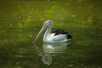 Пеликаны плавают в зеленой воде — стоковое фото