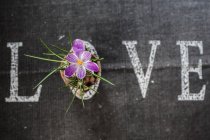 Word love white lettering on black background with beautiful crocus flower — Stock Photo