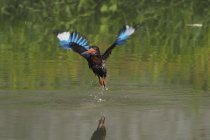 Птах зимородок ловлять рибу в річці, Jember, Індонезія — стокове фото