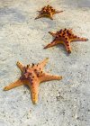Elevated view of three starfish on beach — стоковое фото