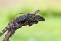 Close-up of Female lizard with baby lizard sitting on back — Stock Photo