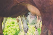 Vue rapprochée du veau buvant du lait des mères mamelles — Photo de stock