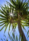Vista ad angolo basso di una palma — Foto stock