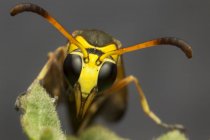 Nahaufnahme einer gelben Jacke Wespe vor verschwommenem Hintergrund — Stockfoto