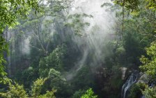 Niebla de la mañana sobre Twin Falls, Parque Nacional Springbrook, Queensland, Australia - foto de stock