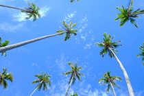 Low angle view of palm trees, Semporna, Sabah, Malaysia — Stock Photo