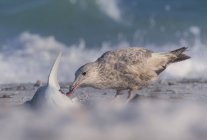 Чайка ест мертвую акулу на пляже, размытый фон — стоковое фото