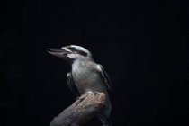 Carino uccello Kookaburra seduto su ramo contro sfondo nero — Foto stock