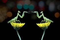 Two mantis sitting on flowers and fighting on black background — Stock Photo