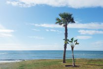 Vue panoramique sur deux palmiers sur la plage, Malaga, Andalousie, Espagne — Photo de stock