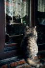 Вид ззаду кішки, що дивиться через вікно — стокове фото