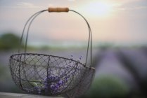 Nahaufnahme eines Metallkorbs mit Lavendelblüten — Stockfoto