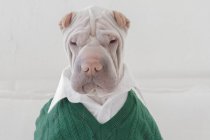 Portrait of white Chinese Shar-Pei dog dressed in a shirt and green sweater — Stock Photo