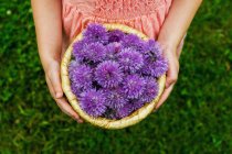 Overhead view of girl holding basket of purple chive blossoms — Stock Photo
