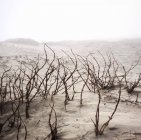 Vue panoramique sur les plantes poussant dans le sable — Photo de stock