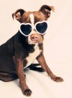 Puppy pit bull terrier Dog wearing heart shaped sunglasses — Stock Photo