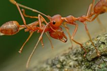 Dos hormigas de pie cabeza a cabeza en Malasia - foto de stock