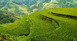 Vista panorâmica de terraços de arroz, parque nacional Hoang Lien, Sapa, Vietnã — Fotografia de Stock