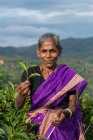 Récolteuse de thé femelle tenant des feuilles de thé fraîchement cueillies, Sri Lanka — Photo de stock