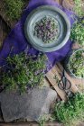 Top view of freshly picked lavender flowers — Stock Photo